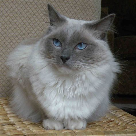 Ragdoll Cats: The Most Popular Cat Breed In The .